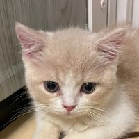 ppneko