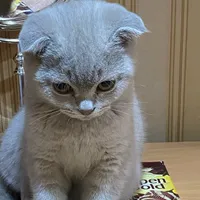 original sound - vls.sk