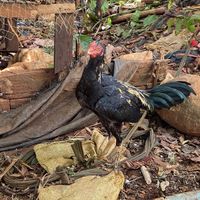 เสียงต้นฉบับ - ຜູ້ບາ່ວລຽ່ງໄກ່