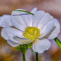 オリジナル楽曲 - lolo