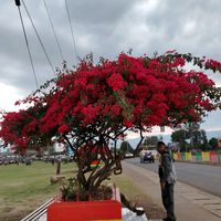 matehau01