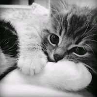 suara asli - h 𖣂