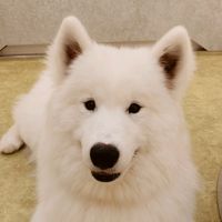 オリジナル楽曲 - はっちたろう