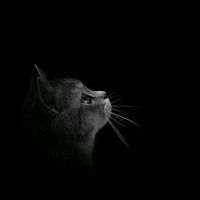 suara asli - Maw