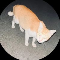 suara asli - Kanci⭐️