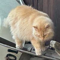 pekeponponpon