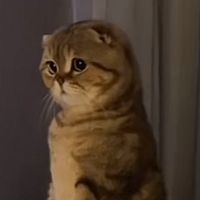 leo.thecat5