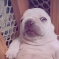 pupp1ies