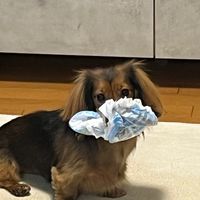 inu_wanwan_inu_wanwa___n