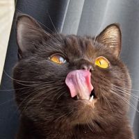 shoyuuuuuuuumycat