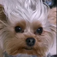 original sound - artemik...memes