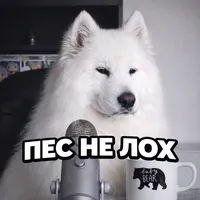 original sound - pesneloh