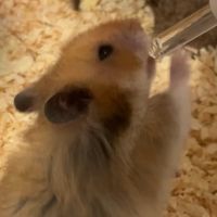 오리지널 사운드 - ⃟