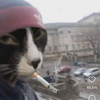suara asli - dafitksw