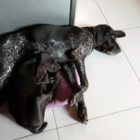 chienamour