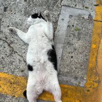 เสียงต้นฉบับ - kittichaigogogo