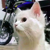 suara asli - AGpentong