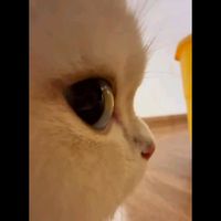eliretsuko