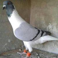 u_xe