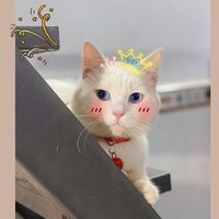 nhạc nền - Hậu Phạm Official✅