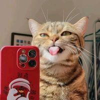 suara asli - Low Quality Cats