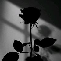 user4403001943661
