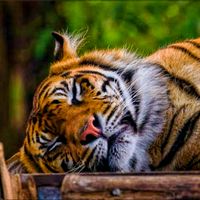 suara asli - emut wae ka salira