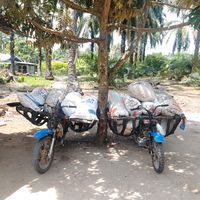 suara asli - KULI LANGSIR SAWIT