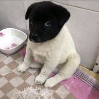 suara asli - repannn4you