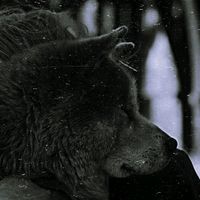 оригинальный звук