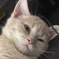auto__catboy