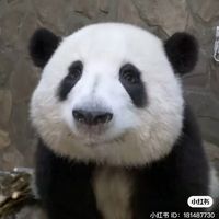 love_panda3k