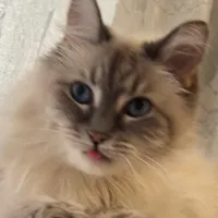 original sound - arrristocat