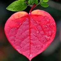 original sound - meenasairagul0