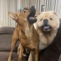 ba_baoo