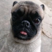 nhạc nền - Công Nam Ca