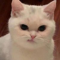 sasi_fernfern