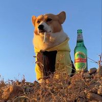 dave7_2