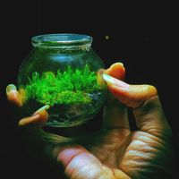 metal.terrarium
