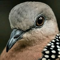 suara asli - Pemikat Tekukur kalbar