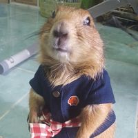 kaitoon17042560