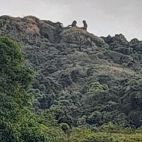 fjx_mountainboy