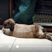 vivieanluckky395