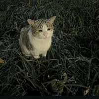 suara asli - IC Mau_Tauaja