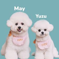 bichon._.may