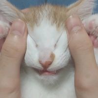 떡상하는 노래
