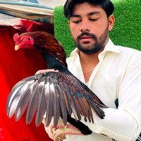 mubashir.mianwali