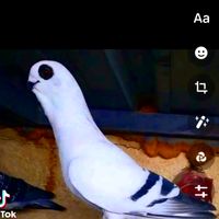 nvhcucxj