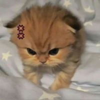 nhạc nền - Huiny🌷