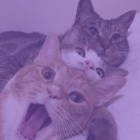 TikTok Account - choco_trio